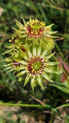 Sempervivum wulfenii