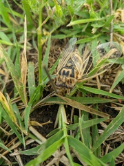 Cicadatra platyptera