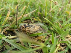 Cicadatra platyptera