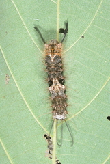 Lymantria mathura subpallida