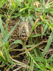 Cicadatra platyptera