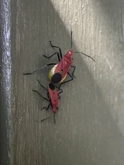 Dindymus sanguineus