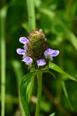 Prunella vulgaris lanceolata