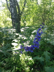 Delphinium retropilosum