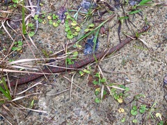 Euprepiophis conspicillata