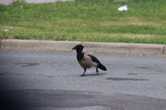 Corvus cornix