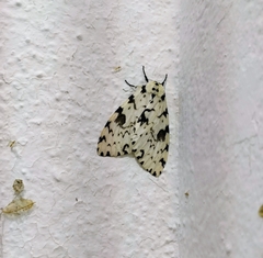 Lymantria singapura