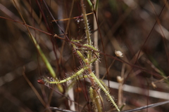 Drosera aquatica