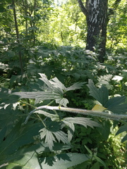 Delphinium retropilosum