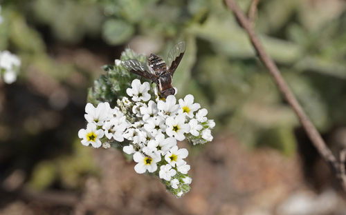 Exhyalanthrax simonae