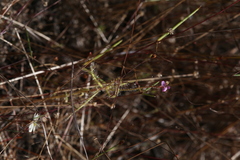 Drosera aquatica