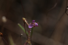 Drosera aquatica