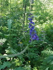 Delphinium retropilosum