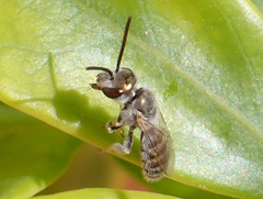 Halictus concinnus