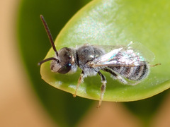 Halictus concinnus