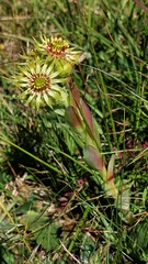 Sempervivum wulfenii