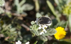 Tropinota squalida canariensis