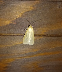 Loxostege turbidalis