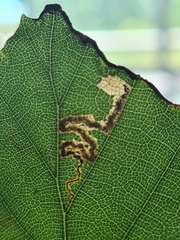 Stigmella tityrella