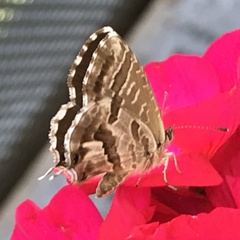 Cacyreus marshalli