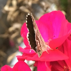 Cacyreus marshalli