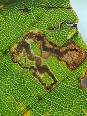 Stigmella hemargyrella