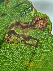 Stigmella hemargyrella