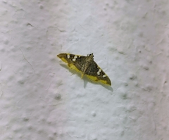 Prophantis adusta