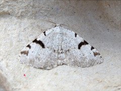 Macaria subcessaria