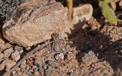 Halictus concinnus