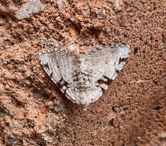 Macaria bitactata