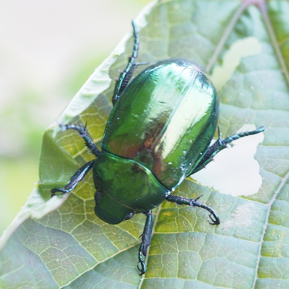 Japanese Fruit Beetle from Himori, Kannami, Tagata District, Shizuoka