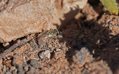 Halictus concinnus