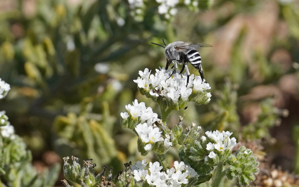 Amegilla fasciata