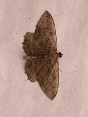 Philereme transversata