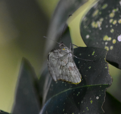 Lieinix nemesis atthis