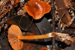 Cortinarius kula