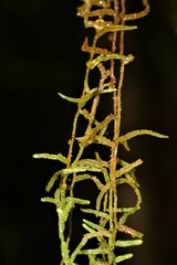 Orthostichella