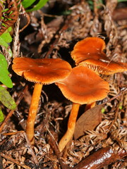 Cortinarius kula