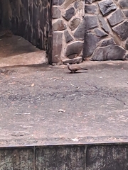 Streptopelia chinensis