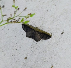 Zythos strigata