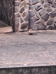 Streptopelia chinensis