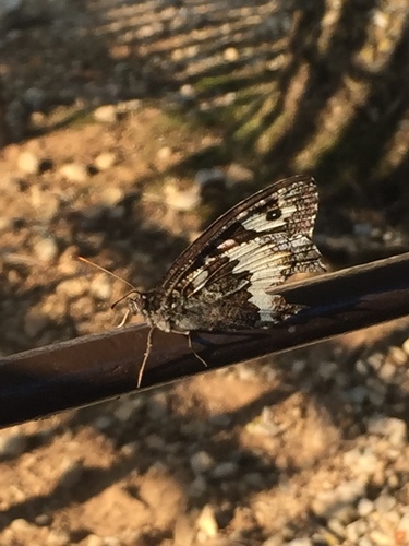 Brintesia circe