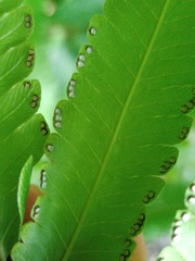 Amblovenatum terminans