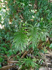 Amblovenatum terminans