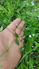 Myosotis arvensis