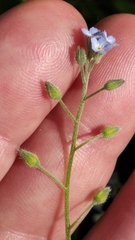 Myosotis arvensis