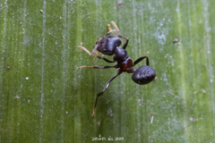 Crematogaster aurita