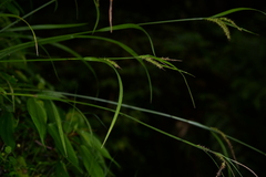 Carex retrofracta