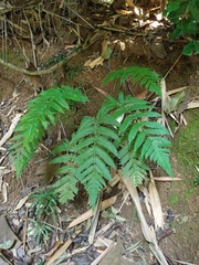 Tectaria subsageniacea